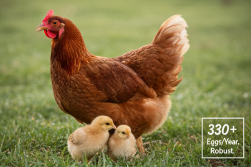 ISA Brown Free Ranger<br />Box of 100<br />Hatch Date 21st May