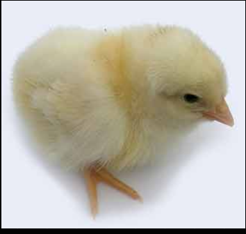 ISA Brown Free Ranger Chicks