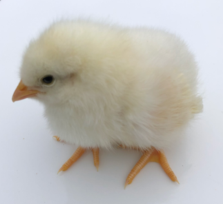Hi-Production Leghorn Hybrid<br />Box of 100<br />Hatch Date 8th October