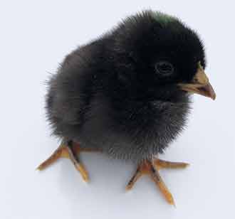 Australorp Hybrid Chicks