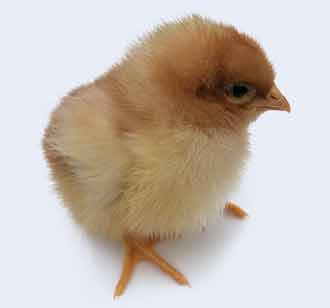 ISA Brown Free Ranger Chicks