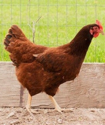 Hi-Production Rhode Island Red Hybrid<br />Box of 100<br />Hatch Date 16th April
