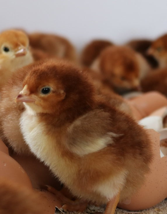 Australorp Hybrid Chicks